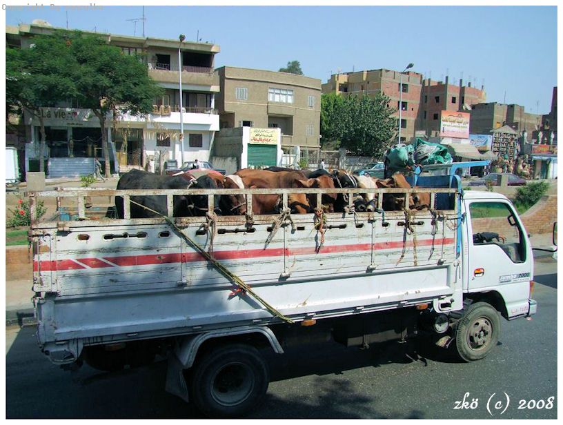 EGYPT 2008 (17)