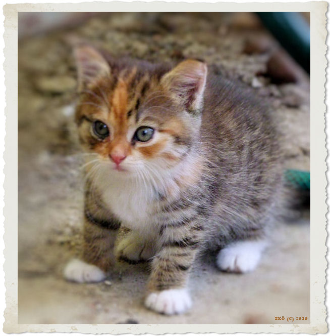 KIKI3